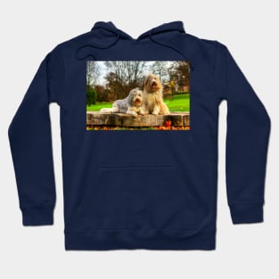 Bearded Collies Posing In The Wind Hoodie